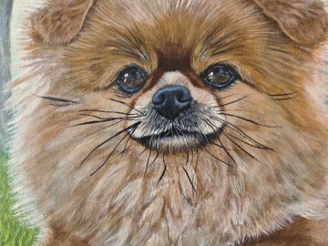 Dog portrait on 12" x 16" canvas