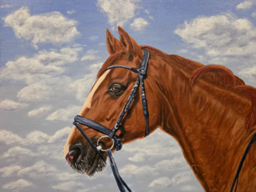 Horse portrait on 11" x 14" canvas
