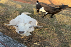 Request Quote: Vet Tech Experience With Animals | Flight Nanny - Nationwide