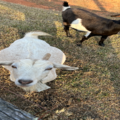 Vet Tech Experience With Animals | Flight Nanny - Nationwide