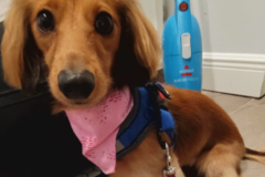 Request Quote: Pawfection - Mobile Dog Groomer - Amite City, LA