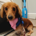 Pawfection - Mobile Dog Groomer - Amite City, LA