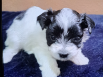 New puppy ready to transport