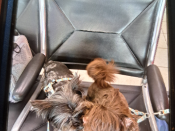 Puppy's taking a break at airport after their walk. 2025