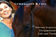 Request Quote: Holistic Veterinary Services  - Kirkland, WA