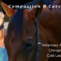 Holistic Veterinary Services  - Kirkland, WA