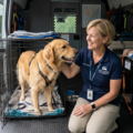 Lisa Layher | Professional Pet Transportation  - Nationwide