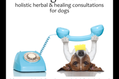 Request Quote: Barking Zoomies Holistic Dog Consultations - Salem, MA