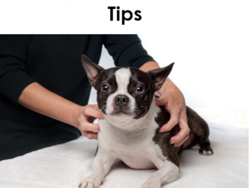 acupressure dog