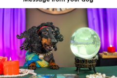 Request Quote: Barking Zoomies Holistic Psychi Dog Consultations - Nationwide