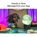 Barking Zoomies Holistic Psychi Dog Consultations - Nationwide