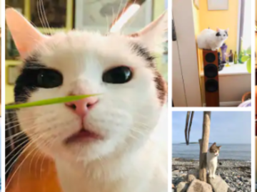 cat behaviorist new york city ny