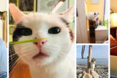 Request Quote: Stephen Quandt | Fear Free Certified Cat Behaviorist - Nationwide