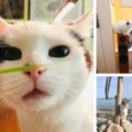 Stephen Quandt, CFTBS | Fear Free Certified Cat Behaviorist - Nationwide