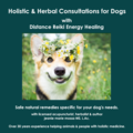 Barking Zoomies | Dog Distance Reiki Consultations - Nationwide