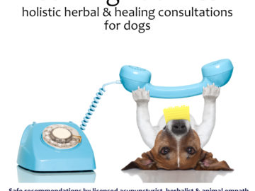 barking zoomies consultation