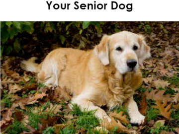 senior pets dog