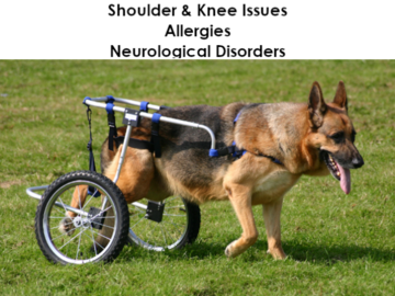 neurological disorders dogs
