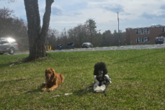 Request Quote: Saugerties Dog Care | Dog Training & Boarding - Saugerties, NY