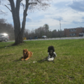 Saugerties Dog Care | Dog Training & Boarding - Saugerties, NY