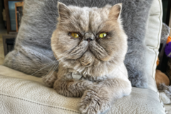 Request Quote: Cats and Crew | Professional Cat Sitting - Oakland Park, FL