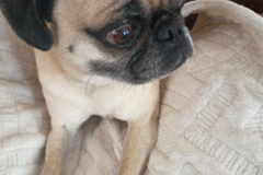 Request Quote: Pet Mom Pet Care - Middletown, CT
