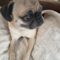 Pet Mom Pet Care - Middletown, CT