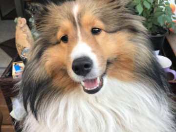 This is my dog Ollie
