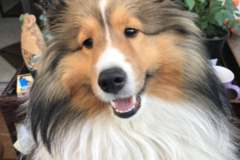 Request Quote: Professional Dog Walker - Roseville, CA