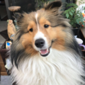 Professional Dog Walker - Roseville, CA