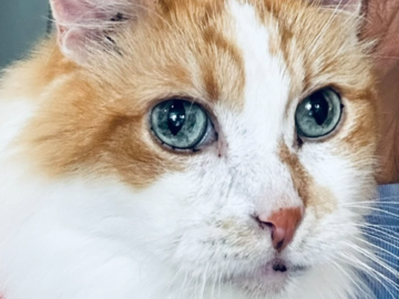My kitty Chubby