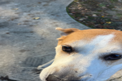 Request Quote: NADO Trucking | Pet Transportation - Clayton, NC
