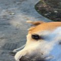 NADO Trucking | Pet Transportation - Clayton, NC