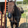 Pet Sitting in Broken Arrow - Broken Arrow, OK