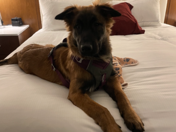 Tervuren Belgian Shepherd puppy