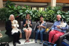 Request Quote: Playful Pups and Performance Training | Dog Trainer - Virginia Beach, VA
