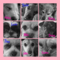 Pet Transport With Love | Pet Transportation - El Paso, TX