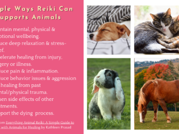 Simple Ways Reiki Can Support Animals