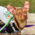 Pet Taxi Duo - Nationwide