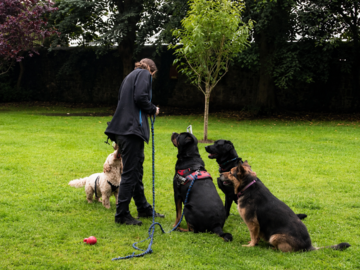 Dog Training Classes