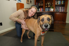 Request Quote: Animal Chiropractic Care at McLaughlin Center for Wellness - Knoxville, TN