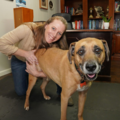 Animal Chiropractic Care at McLaughlin Center for Wellness - Knoxville, TN