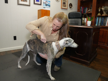 Dr. Peterson adjusting a Whippet
