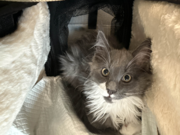 A Maine Coon Kitten being Transported