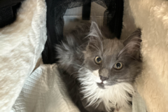 Request Quote: Pet Transport Services - Safe Travels for Your Pets - Nationwide