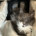 Pet Transport Services - Safe Travels for Your Pets - Nationwide
