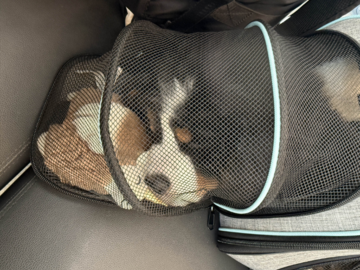 Bernese Puppy resting during travel in his extended carrier
