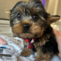 Zen Mobile Grooming | Calm In-Home Dog Groomers - Pittsburgh, PA