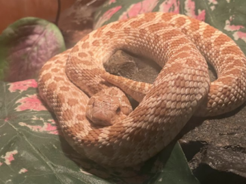 Rudy, Western Hognose