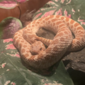Local Pet Sitting and Care - West Somerville, MA